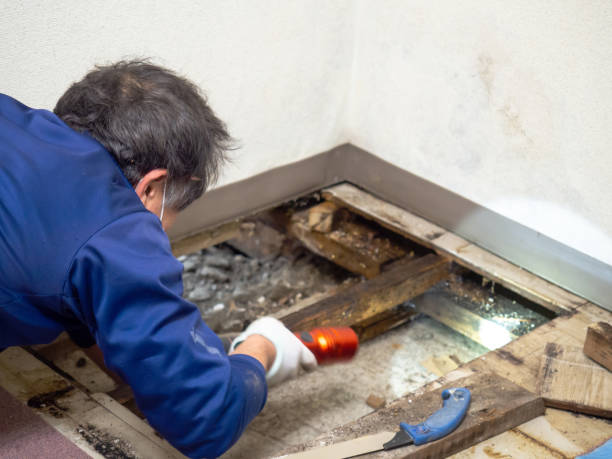Best Health and Safety Mold Remediation in Dupont, PA