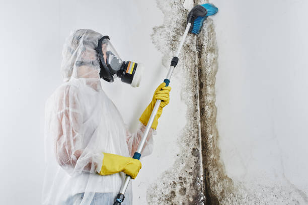 Best Black Mold Remediation in Dupont, PA