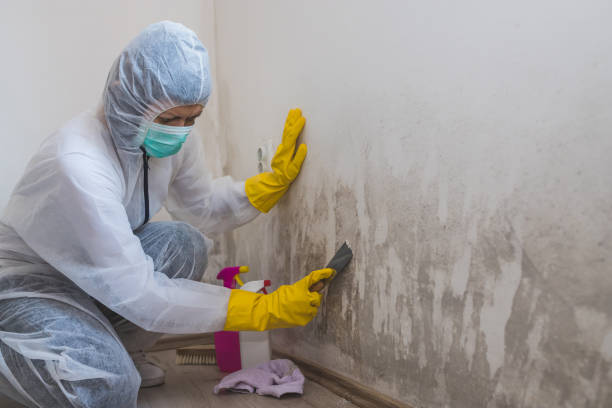 Best Localized Mold Remediation (e.g., coastal areas, humid climates) in Dupont, PA