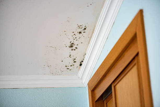 Best Commercial Mold Remediation in Dupont, PA