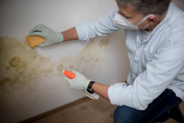 Best Bathroom Mold Remediation in Dupont, PA