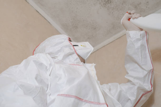 Best White Mold Remediation in Dupont, PA