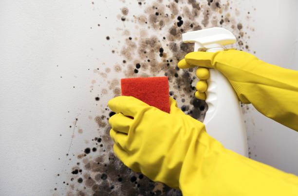 Trusted Dupont, PA Mold Remediation Experts