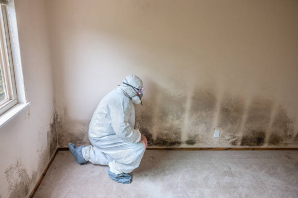 Best Basement Mold Remediation in Dupont, PA