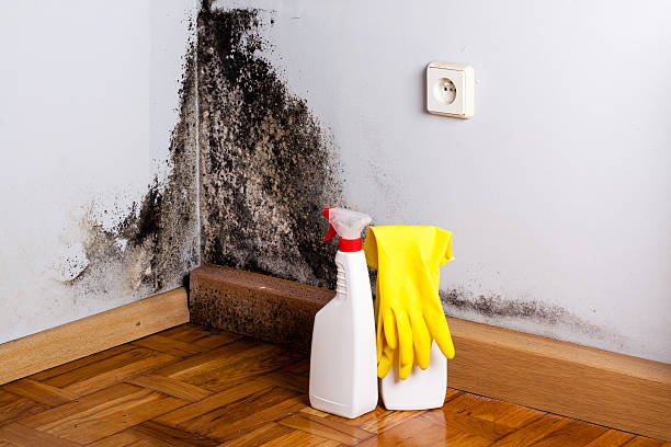 Best Emergency Mold Remediation in Dupont, PA